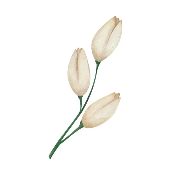 Акварель Ручная Покрашенная Белый Цветок Ветвь Бутонами Цветы Бежевыми Лепестками Стоковое Изображение