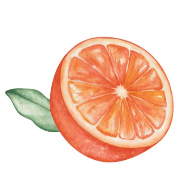 Suluboya çizimi. El boyası turuncu, greyfurt, mandalina, yapraklı mandalina. İkiye bölünmüş, dilimlenmiş portakal meyvesi. Citrus meyvesi. Suluboya portakal, yiyecek. İzole doğa, bitki klipsi sanatı