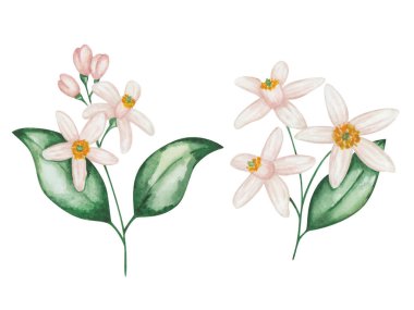 Resimlerin suluboya seti. Yumuşak, çiçek açan pembe dallar, beyaz çiçekler, tomurcuk, yeşil yapraklar. Portakal, greyfurt, mandalina, limon çiçeği. Citrus ağacı. İzole edilmiş çiçek tokası sanatı