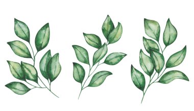 Resimlerin suluboya seti. Elle boyanmış dallar yeşil yapraklarla. Yumuşak dallar. Ağaç, bitki, çalı, ot. Yeşillik. Yaz, bahar doğası. Botanik elementler. İzole edilmiş çiçek tokası sanatı