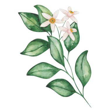 Suluboya çizimi. Yeşil yapraklı el boyası bir dal ve pembe, çiçek açan beyaz çiçekler. Bir dal portakal, greyfurt, mandalina, limon, limon, zeytin ağacı. İzole edilmiş çiçek tokası sanatı