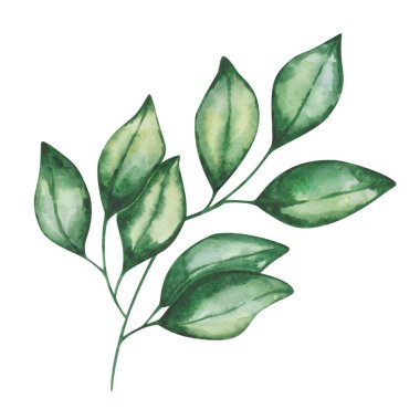 Suluboya çizimi. Elle boyanmış yeşil yapraklı dal. Hassas bir dal. Turuncu, portakal, mandalina, limon yaprağı. Yaz, bahar doğası yaprakları. Botanik öğesi. İzole edilmiş çiçek tokası sanatı