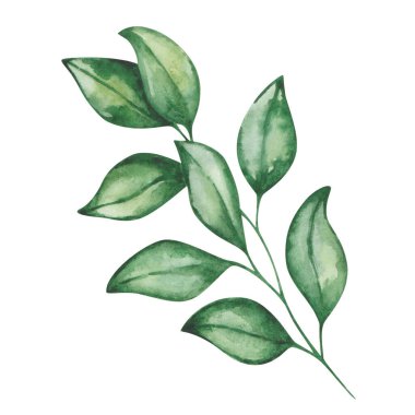 Suluboya çizimi. Elle boyanmış yeşil yapraklı dal. Hassas bir dal. Turuncu, portakal, mandalina, limon yaprağı. Yaz, bahar doğası yaprakları. Botanik öğesi. İzole edilmiş çiçek tokası sanatı
