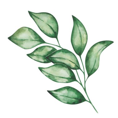 Suluboya çizimi. Elle boyanmış yeşil yapraklı dal. Hassas bir dal. Turuncu, portakal, mandalina, limon yaprağı. Yaz, bahar doğası yaprakları. Botanik öğesi. İzole edilmiş çiçek tokası sanatı