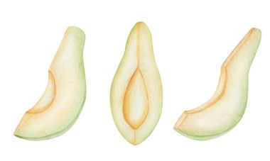 Suluboya avokado çizimleri. Elle boyanmış avokado dilimleri, kremalı, çiğ, sarı et ile olgunlaşmış. Avokado ağacı, bitki. Meyve, meyve. Yiyecek elemanı. İzole doğa klipsi sanatı