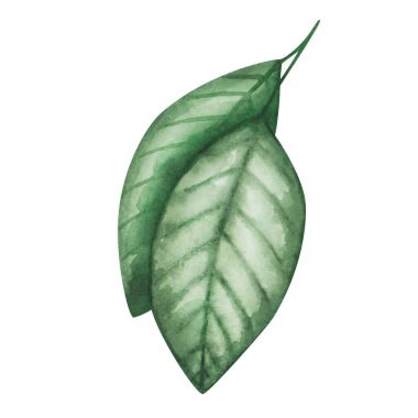 Suluboya yaprak çizimi. Elle boyanmış yeşil yapraklar. Turuncu, portakal, mandalina, limon yaprağı. Avokado yaprağı. Yaz, bahar doğası yaprakları. Botanik öğesi. İzole edilmiş çiçek tokası sanatı