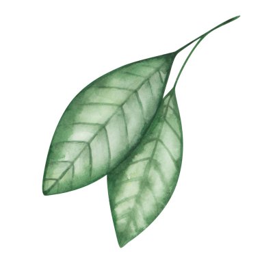 Suluboya yaprak çizimi. Elle boyanmış yeşil yapraklar. Turuncu, portakal, mandalina, limon yaprağı. Avokado yaprağı. Yaz, bahar doğası yaprakları. Botanik öğesi. İzole edilmiş çiçek tokası sanatı