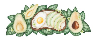 Avokado bileşimi. Suluboya çizimi. El boyası yeşil avokado, dilimlenmiş, kahverengi tohum, yapraklar, çiçekler ile ikiye bölünmüş. Ekmeğin üstünde haşlanmış yumurta ve krem peynirli avokado tostu. İzole klipsli sanat
