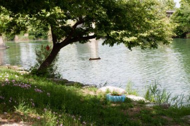 Nehrin kenarında sallanan bir ağaç.