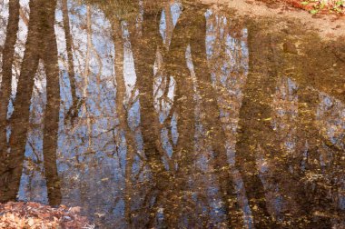 Vouliasta gölündeki ağaçların yansımaları, Epirus Yunanistan