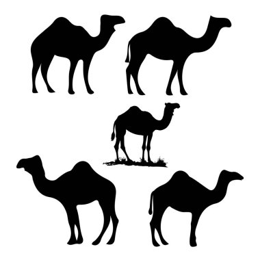 Set of black camels silhouettes on white background illustration clipart