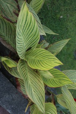 Güzel botanik fotoğrafı, doğal duvar kağıdı.