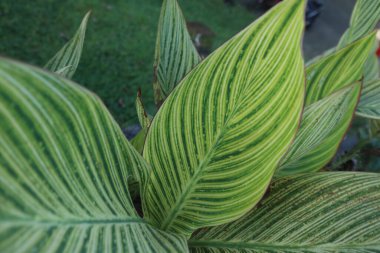 yeşil tropikal yapraklar, bitki örtüsü ve yapraklar