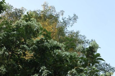 Ormanda yeşil yapraklar