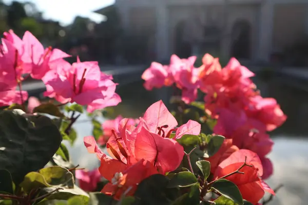 Bahçedeki çiçekler