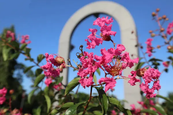 Bahçedeki güzel çiçekler