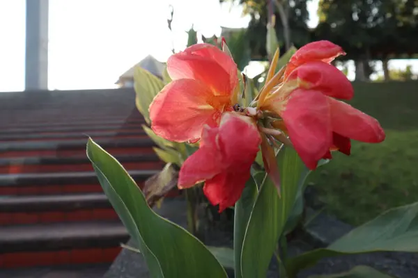 parkta çiçeklenme çiçekler