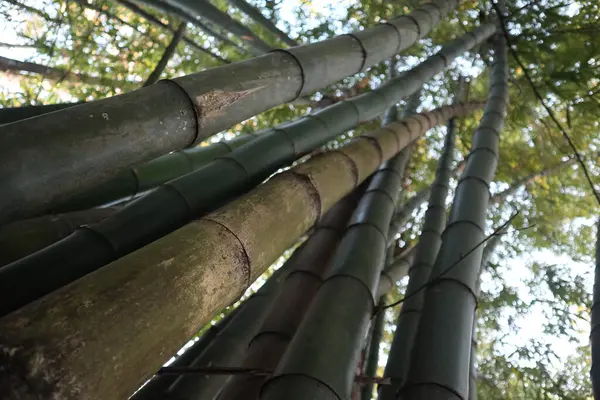 Bahçedeki bambu ağacı
