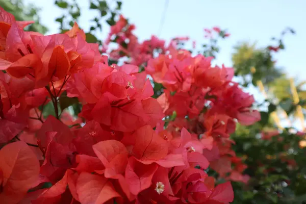 Bahçedeki güzel çiçekler