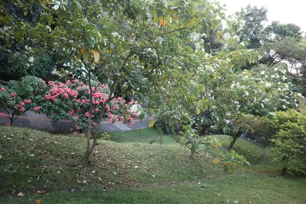 Parkın güzel manzarası