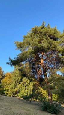Işık huzmelerinde çam ağacı. Parkın güzel manzarası
