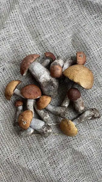 배경에 버섯들 — 스톡 사진