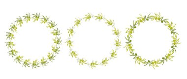 yeşil zeytin dallarından oluşan yuvarlak çerçeve çelenkler, tasarımlarınız için el çizimi zeytin dalları, basit zeytin dalları seti