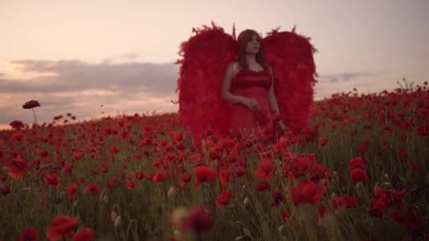 Όμορφη Γυναίκα Κόκκινα Φτερά Στο Χωράφι Τις Παπαρούνες — Αρχείο Βίντεο