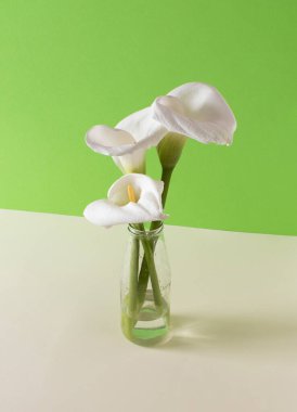 Pastel yeşil ve bej arka plana karşı beyaz kalla çiçekleri. Güneşli gün gölgesi. Asgari bahar kavramı.