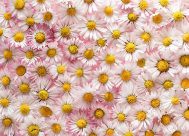 Pembe arka planda papatya çiçeklerinin üst görüntüsü. Minimum düz konsept.