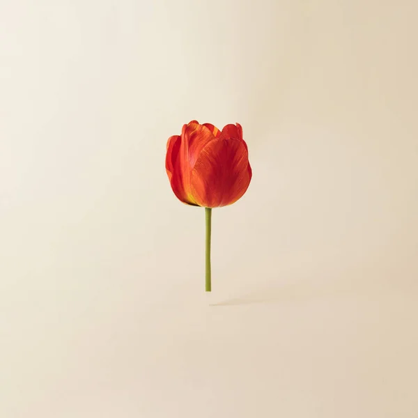 Tulip flower to bright background. Minimal concept.