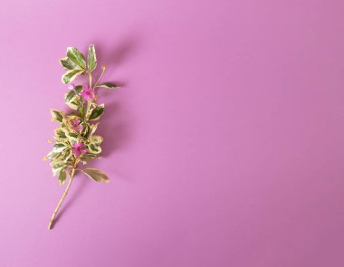 Bahar dalı ve pembe arka planın yaratıcı bileşimi. Çiçek düzlüğü yatıyordu.