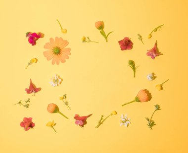 Renkli çiçeklerin yaratıcı minimum düzenlenmesi. Yaz kavramı. Düz yatıyordu.