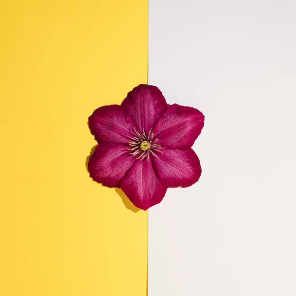 Lila Blume Auf Gelb Weißem Hintergrund Minimales Naturkonzept Sommerblume Flach — Stockfoto