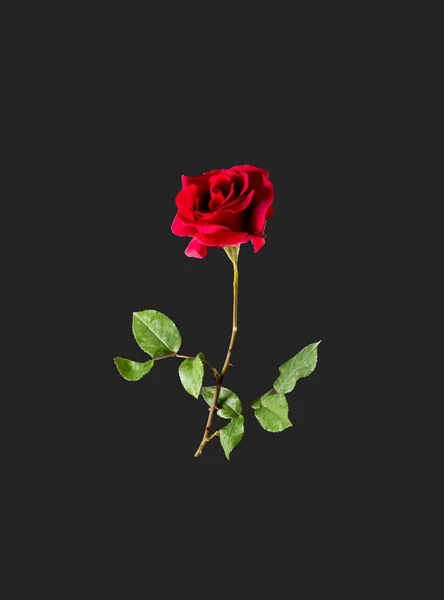 Styled minimalistic still life with rose flower on dark background.