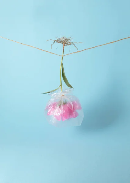 Pink flower wrapped in a plastic bag hangs upside down on a rope on pastel blue background. Minimal realism nature concept.