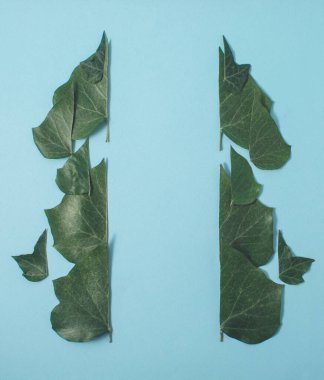 Ivy parlak mavi arka planda bırakır. Minimum konsept. Doğal düzlük.