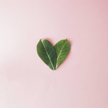 Pembe arka planda kalp şeklinde iki yeşil yaprak. Düz yatıyordu