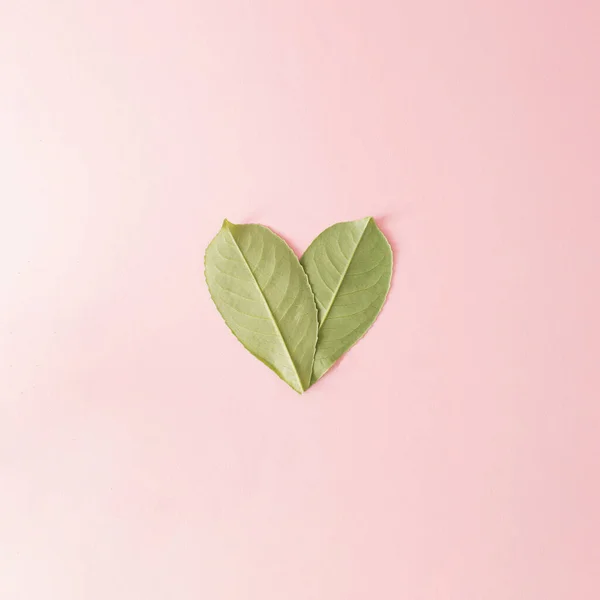 stock image Two green leaves from the back in a heart shape on bright pink background. Flat lay