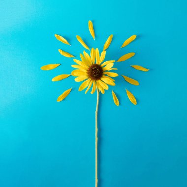 Mavi arka planda taç yaprakları olan ayçiçeği. Kahrolası konsept. Düz yatıyordu.