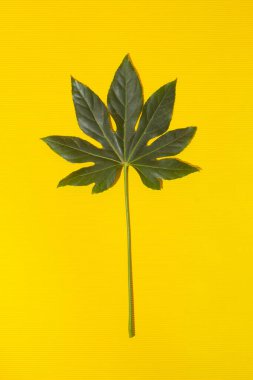 Sarı arka planda yeşil yaprak. Yaratıcı doğal konsept. Minimum düzlük. Boşluğu kopyala