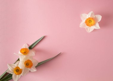 Narcissus Flowers 'ın yaratıcı tasarımı ve pastel pembe arka planda yapraklar. Minimum tatil konsepti. Düz bir şekilde yatıyordu. Boşluğu kopyala