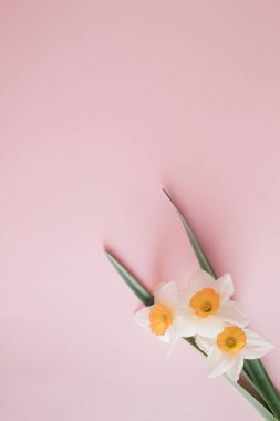 Narcissus Flowers 'ın yaratıcı tasarımı ve pastel pembe arka planda yapraklar. Minimum tatil konsepti. Düz bir şekilde yatıyordu. Boşluğu kopyala