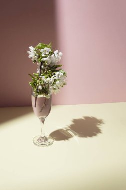 Masadaki şarap kadehinde kiraz çiçekleri. Güneşli gün konsepti