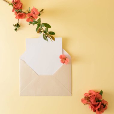 Kırmızı bahar çiçekleri ve zarf için yaratıcı minimum düzenleme. Doğa konsepti. Düz yatıyordu. Boşluğu kopyala