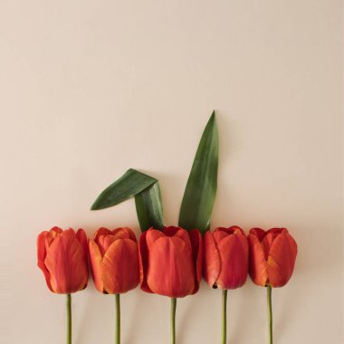 Mutlu Paskalyalar asgari konsepti. Kırmızı lalelerde doğal yeşil yapraklardan yapılmış tavşan kulakları ve parlak bir arka plan. Düz yatıyordu. Boşluğu kopyala.