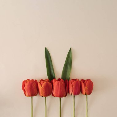 Mutlu Paskalyalar asgari konsepti. Kırmızı lalelerde doğal yeşil yapraklardan yapılmış tavşan kulakları ve parlak bir arka plan. Düz yatıyordu. Boşluğu kopyala.