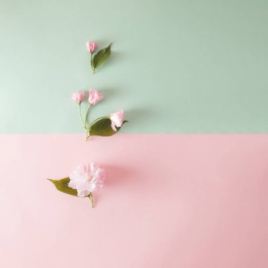 Pembe çiçekler ve pastel nane ve pembe arka planda yapraklarla yapılmış yaratıcı bir düzen. Düz yatıyordu. Bahar minimum konsepti.