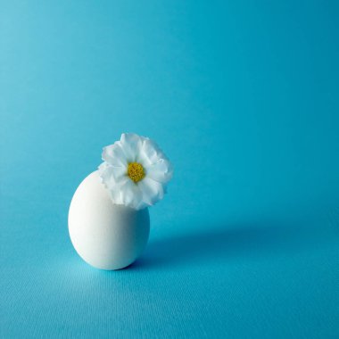 Mavi arka planda beyaz çiçekli beyaz yumurta. Yaklaş.