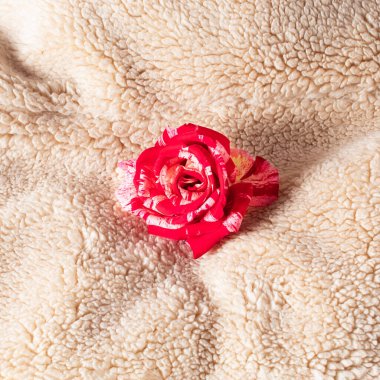 Kırmızı gül çiçekleriyle kürk arka plan. Asgari doğa aşk kavramı. Anneler Günü ya da Sevgililer Günü fikri.